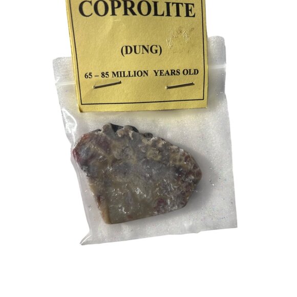 Dinosaur Coprolite (Dung) Fossil 65-85 Million Years Old - Picture 2 of 6